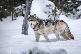 TIMBER WOLF