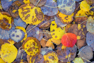TRIBUTE TO AUTUMN