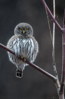WATCHFUL EYE