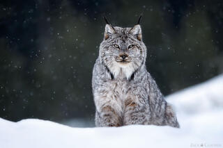 WINTER GHOST