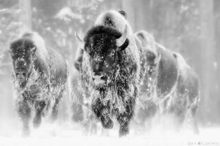 WINTER WARRIORS