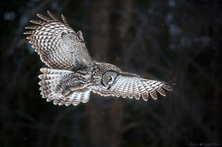 WINTER WINGS