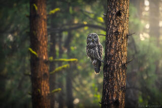 WOODS WATCHER