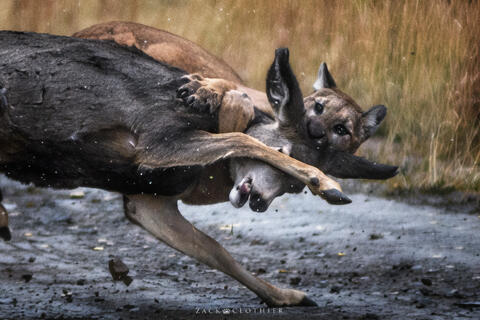 Mountain Lion vs Mule Deer: A Rare Predator-Prey Encounter