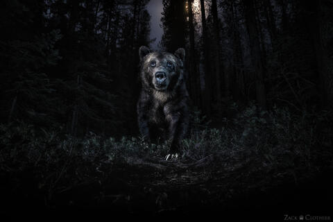 Camera Trapping Grizzly Bears in Montana