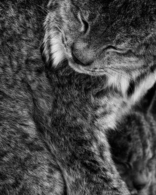Canada lynx female with kitten, Montana