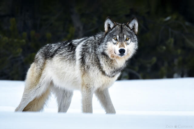 WOLVES