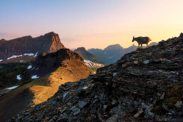 Mountain goat in the mountains, Glacier National Park, Montana