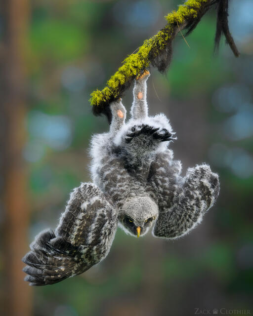 Great Gray Owlet hanging upside down, Montana