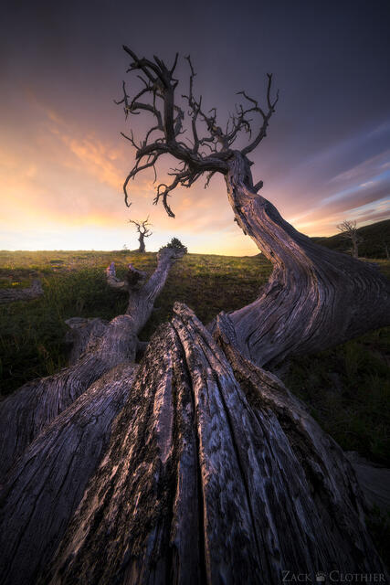 Ancient pines at sunrise, northern Montana