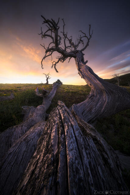 Ancient pines at sunrise, northern Montana