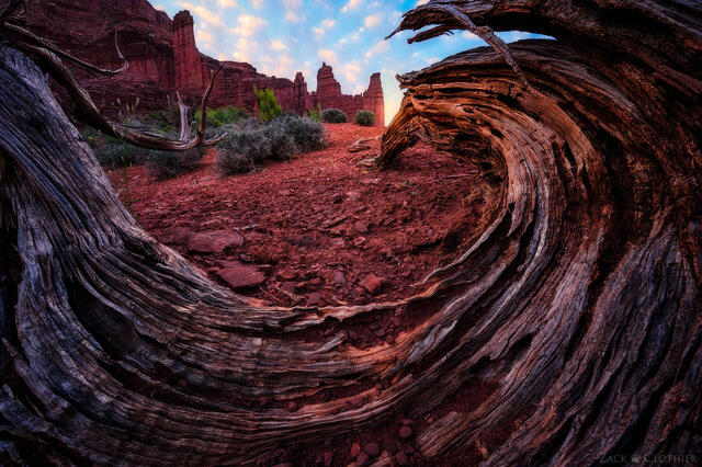 A twisted pinyon pine frames Fisher Towers at sunrise, Moab, Utah