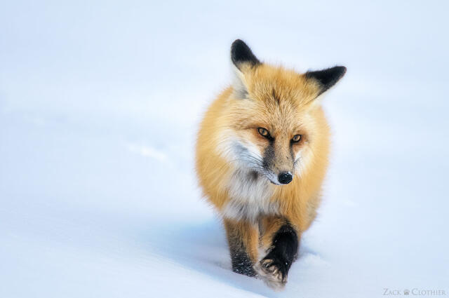 Red fox searching for rodents in the snow, Yellowstone National Park, Wyoming