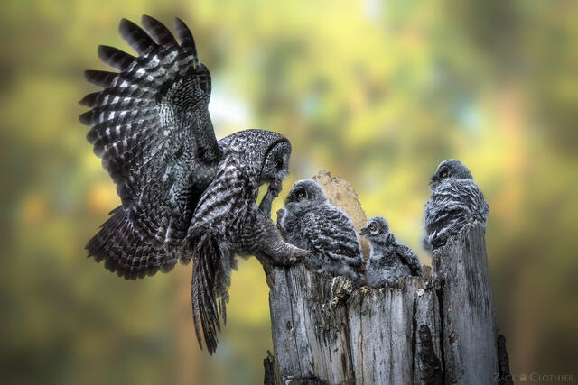 Great Gray Owl returning to nest snag to feed chicks, Montana