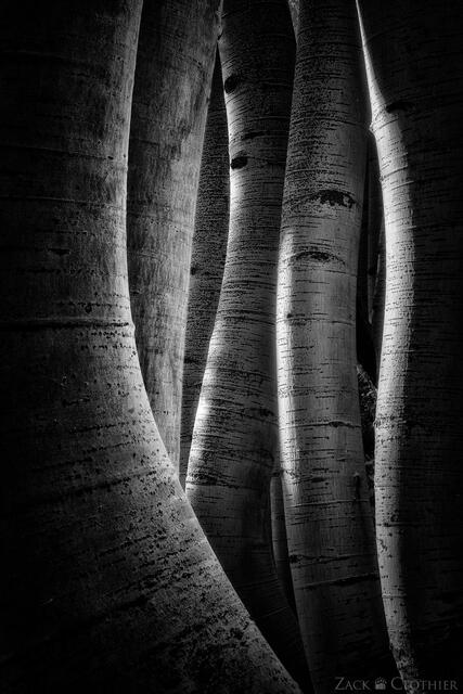 Aspens in black and white, Gunnison National Forest, Colorado