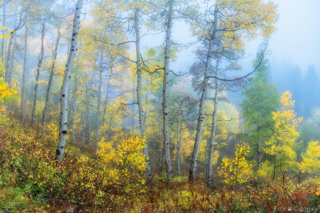 Foggy autumn morning, Ohio Pass, Gunnison National Forest, Colorado
