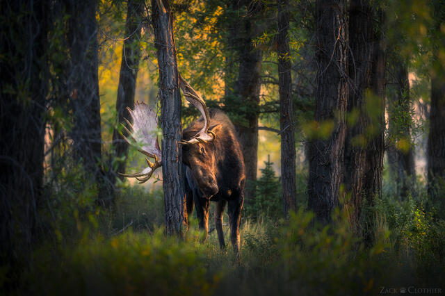 Bull moose rubbing antlers on cottonwood tree, Grand Teton National Park, Wyoming