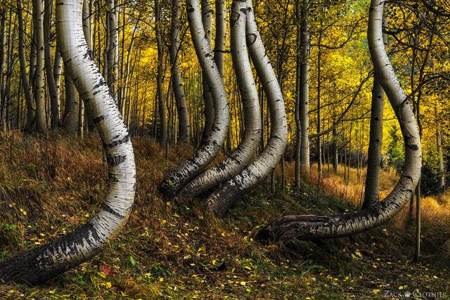 Curvy aspen trees in autumn forest, San Juan National Forest, Colorado