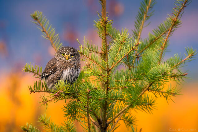 Northern Pygmy Owl amongst autumn foliage, Montana