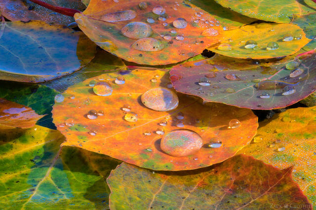 Carpet of autumn leaves on forest floor, Uncompahgre National Forest, Colorado
