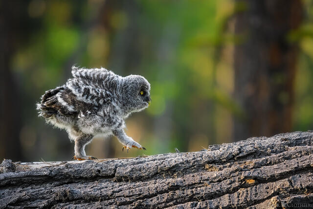 Great Gray Owlet taking its first steps in the forest, Montana