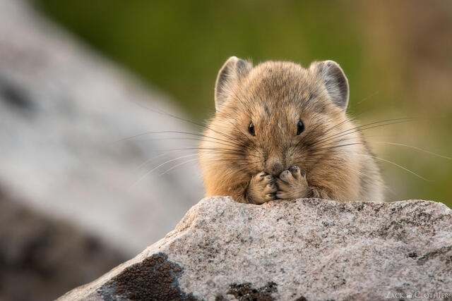 Pika striking a cute pose, Sawtooth Wilderness, Idaho