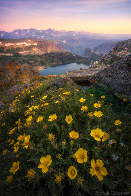 Beartooth Mountains wildflowers, Beartooth Highway, Wyoming