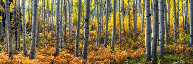 Autumn color adorns a peaceful aspen grove on a wet morning in the high country of Colorado following a brief rain shower