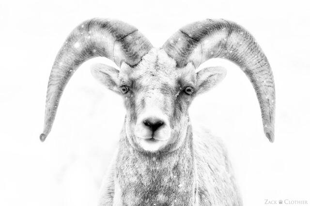 Bighorn ram in a blizzard, National Elk Refuge, Jackson