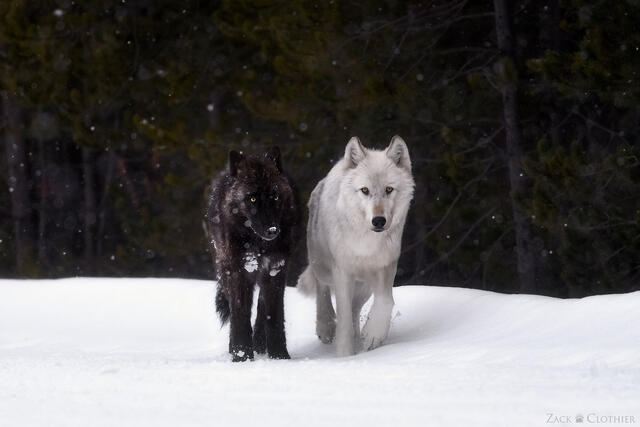 Gray wolves, a black and a white, side by side, Yellowstone National Park, Wyoming