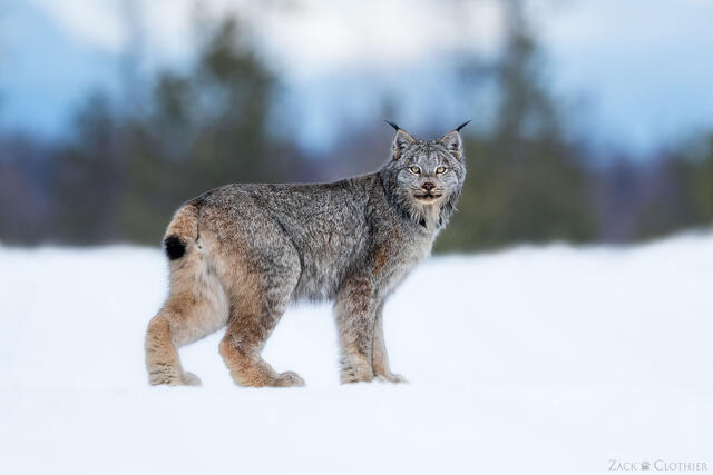 Canada lynx in winter, Montana