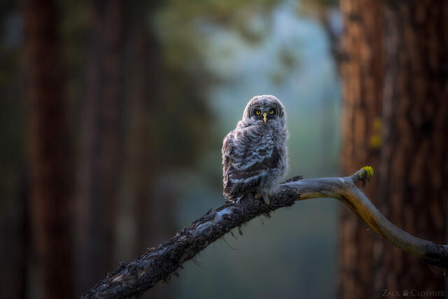 Great Gray Owlet perched in the forest, Montana