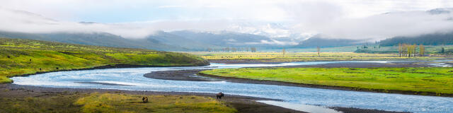 Bison roaming in Lamar Valley with Lamar River winding through, Yellowstone National Park, Wyoming