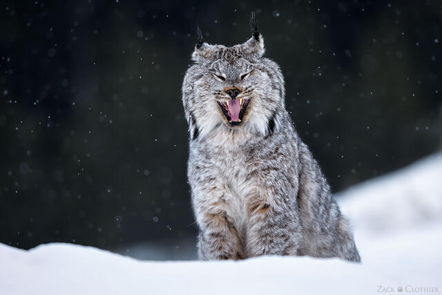 Canada lynx in a winter snowfall, Montana