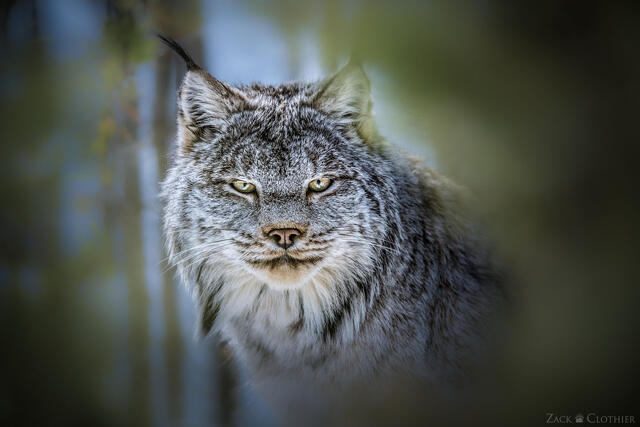 LYNX
