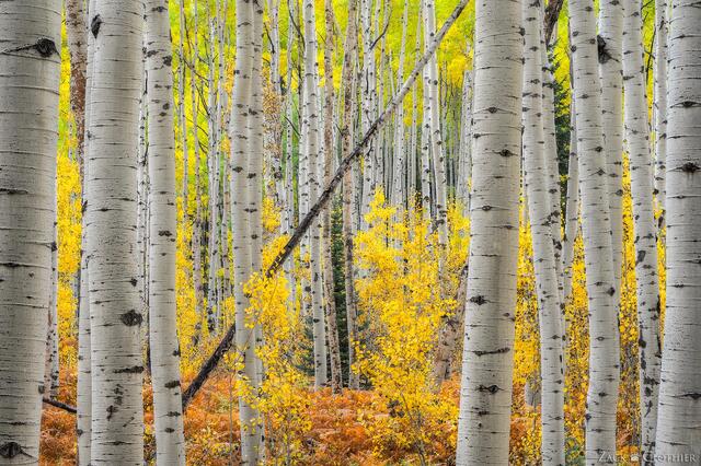 Autumn aspen forest, Kebler Pass, Gunnison National Forest, Colorado
