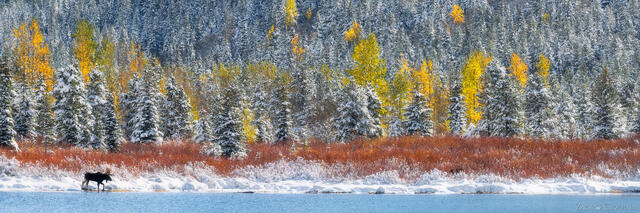 Bull moose walking along a mountain lake in autumn, Glacier National Park, Montana