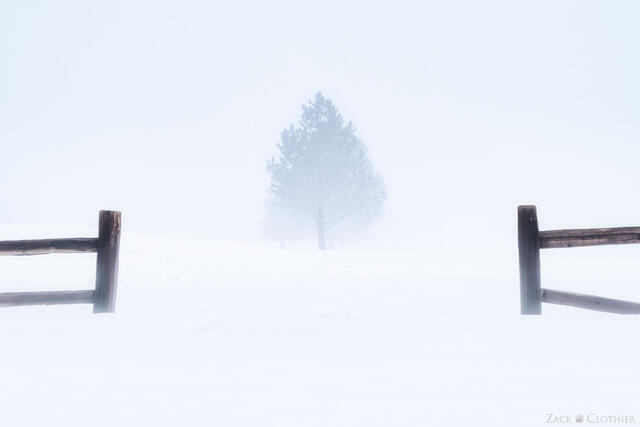 Pines amidst winter fog, Seeley-Swan Valley, Montana
