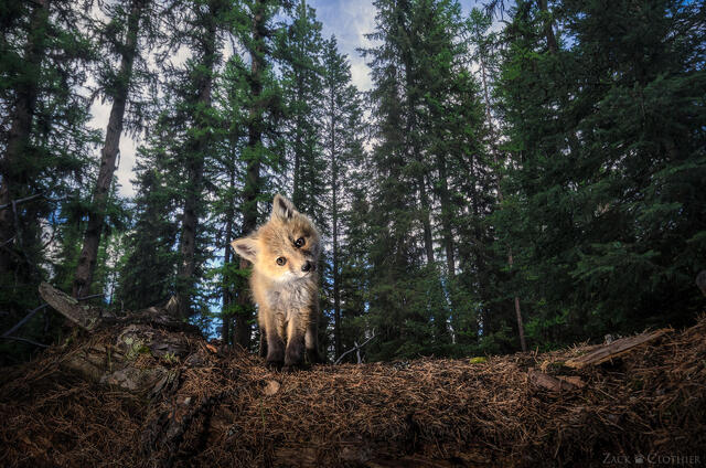 Curious red fox kit on a log, western Montana