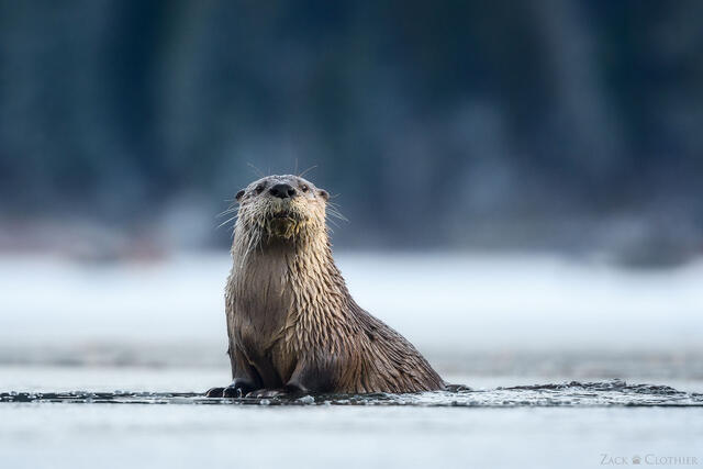 River otter on the ice, western Montana