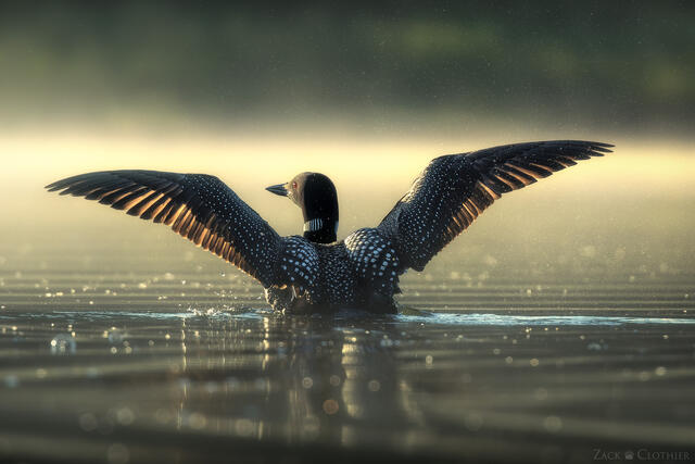 RAPTORS & BIRDS