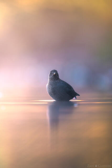 American Dipper on a moody autumn morning, Seeley-Swan Valley, Montana