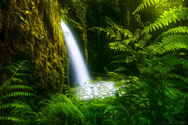 A hidden waterfall in a lush mossy grotto, Columbia River Gorge, Oregon