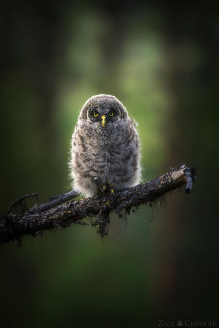 Great Gray Owlet perched in a dark forest, Montana
