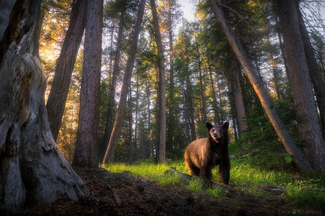 Black bear in the forest at sunset, western Montana
