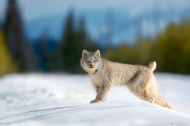 Canada Lynx kitten in winter, Montana