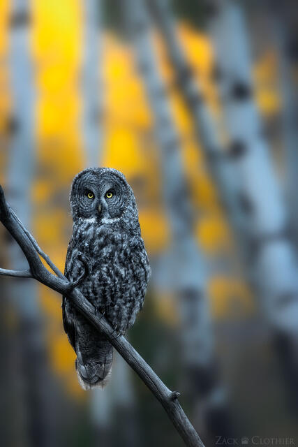 Great Gray Owl perched amongst the autumn aspens, Montana