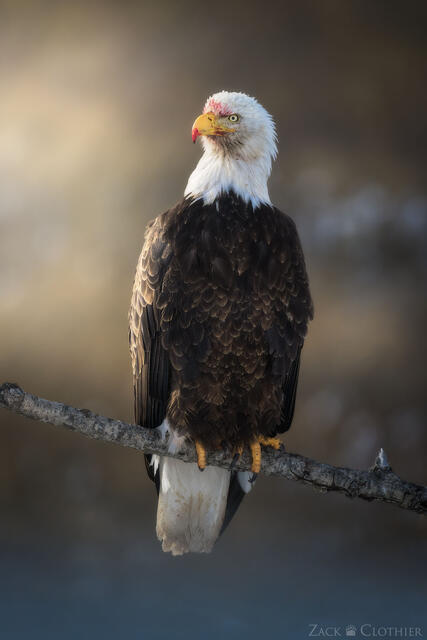 Bald Eagle perched in early morning light, western Montana