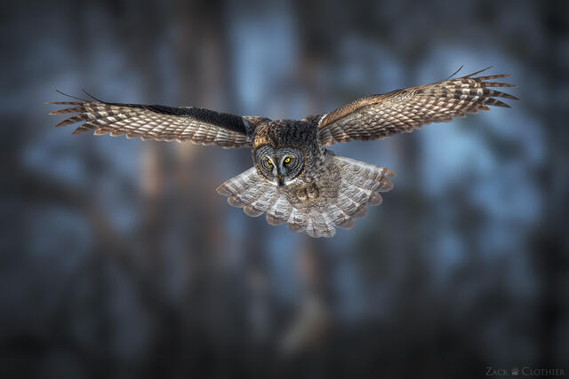 Great Gray Owl in flight, Montana