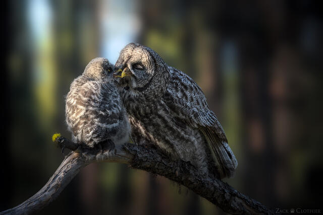 Female Great Gray Owl and chick sharing a moment, Montana